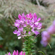 Cléome épineux Violet Queen