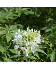 Cobée grimpante blanche
