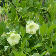 Cobée grimpante blanche