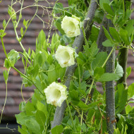 Cobée grimpante blanche