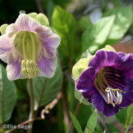 Cobée grimpante bleue