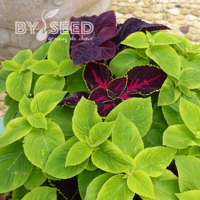 Coléus Mezmerize® Bright Green