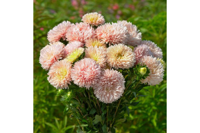 Reine-marguerite King Size Apricot
