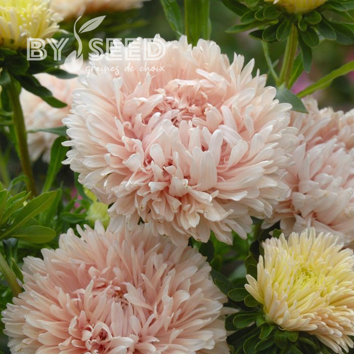 Reine-marguerite King Size Apricot