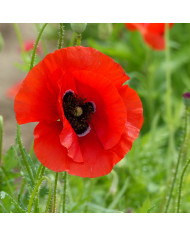 Coquelicot à grande fleur rouge BIO