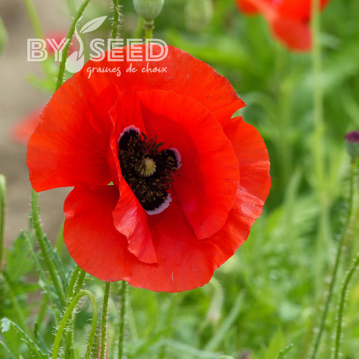 Coquelicot à grande fleur rouge
