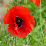 Coquelicot à grande fleur rouge