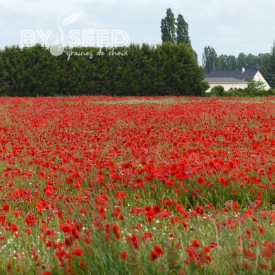 Coquelicot à grande fleur rouge