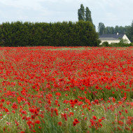Coquelicot à grande fleur rouge