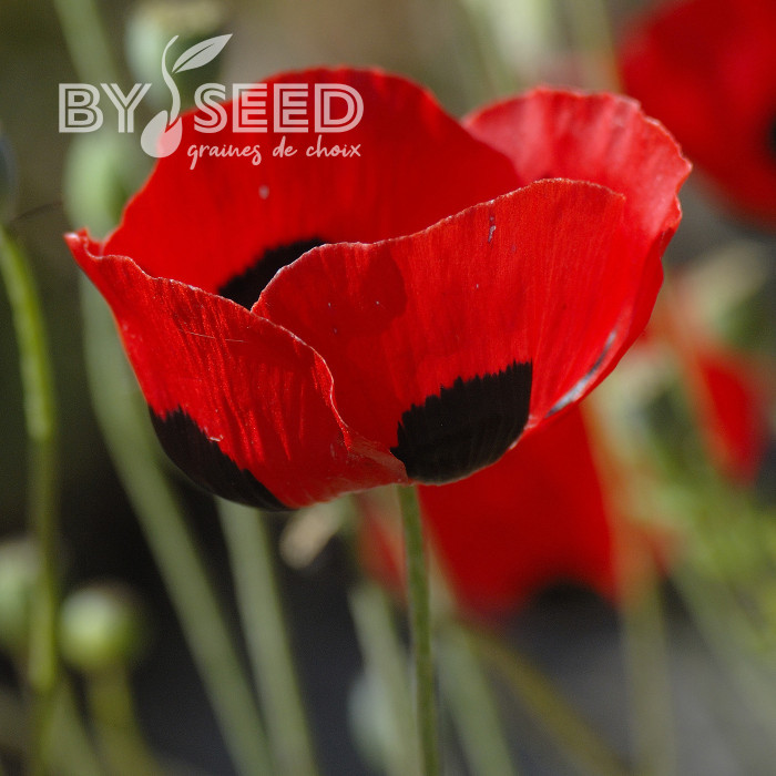Coquelicot coccinelle (P. commutatum Ladybird)