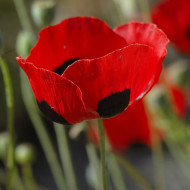 Coquelicot coccinelle (P. commutatum Ladybird)