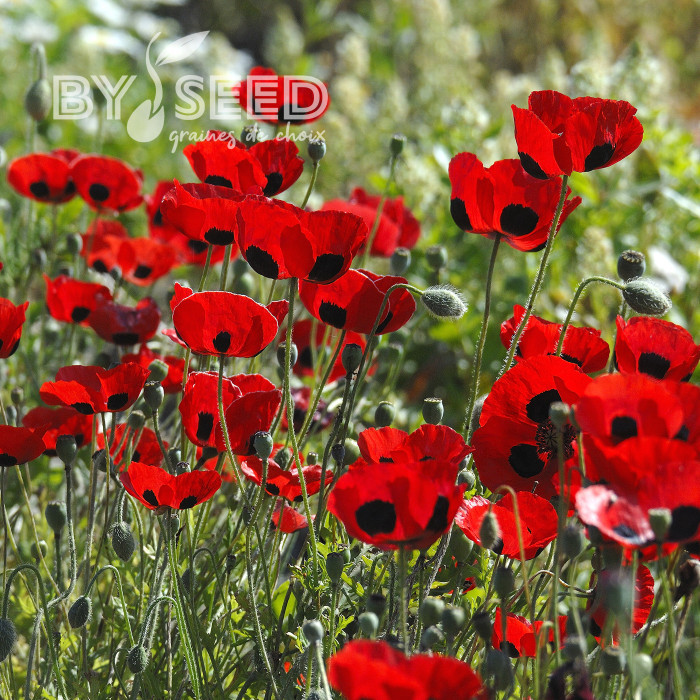 Coquelicot coccinelle (P. commutatum Ladybird)