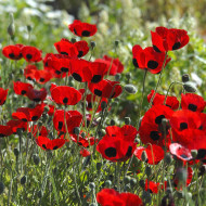 Coquelicot coccinelle (P. commutatum Ladybird)