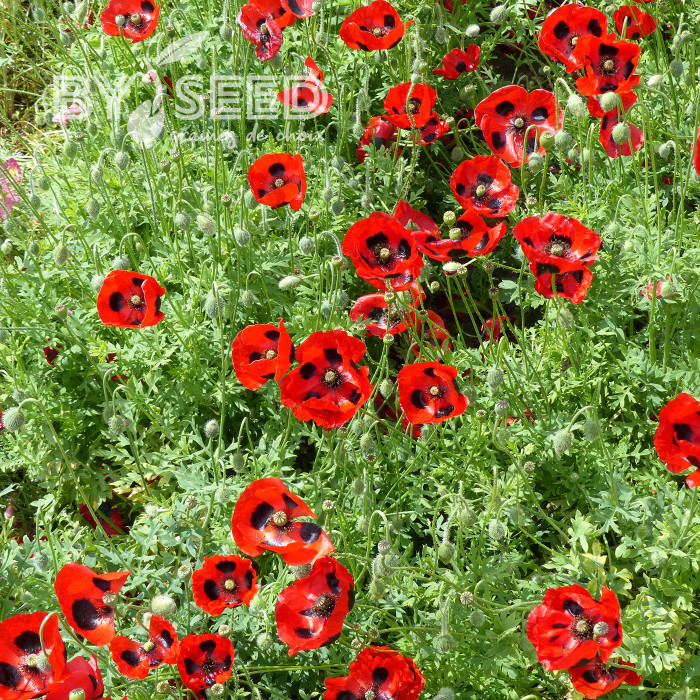 Coquelicot coccinelle (P. commutatum Ladybird)