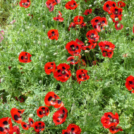 Coquelicot coccinelle (P. commutatum Ladybird)