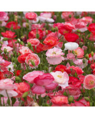 Coquelicot double Pandora