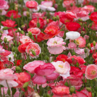 Coquelicot double Falling in Love