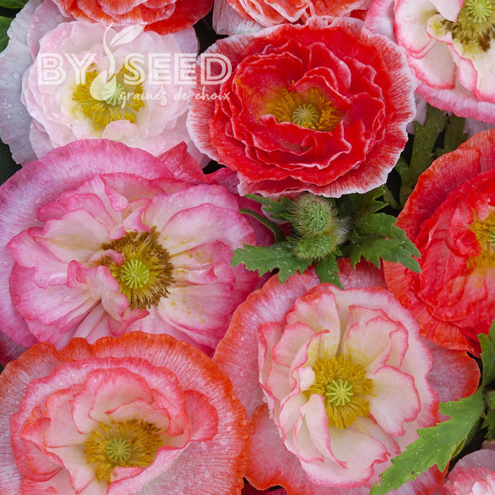 Coquelicot double Falling in Love