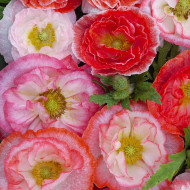 Coquelicot double Falling in Love