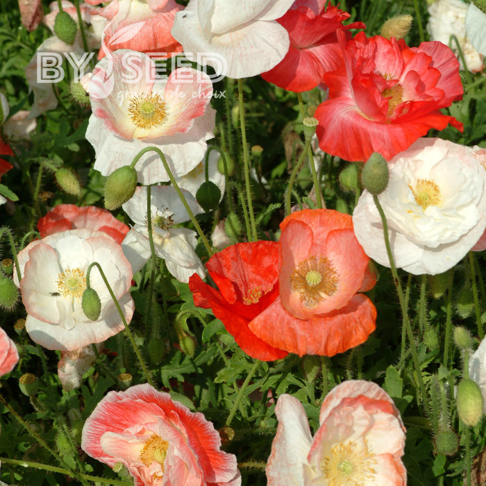 Coquelicot double Falling in Love