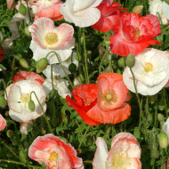 Coquelicot double Falling in Love