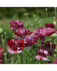 Coquelicot double Falling in Love