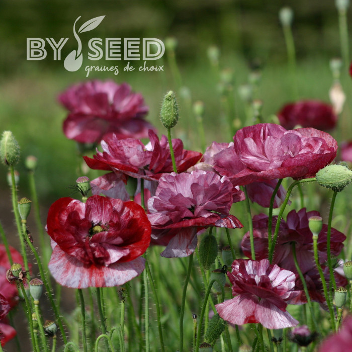 Coquelicot double Pandora