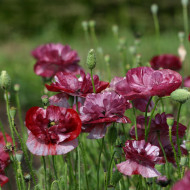 Coquelicot double Pandora