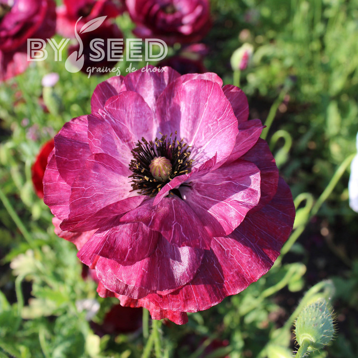 Coquelicot double Pandora