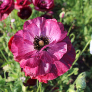 Coquelicot double Pandora
