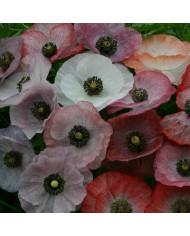 Coquelicot double Pandora