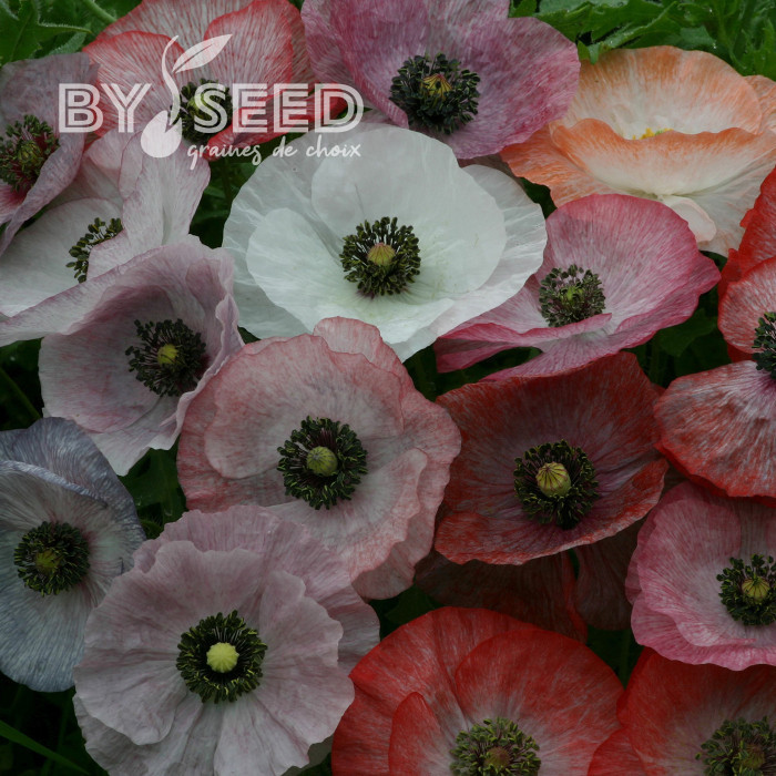 Coquelicot Mother of Pearl