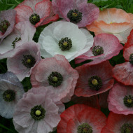 Coquelicot Mother of Pearl
