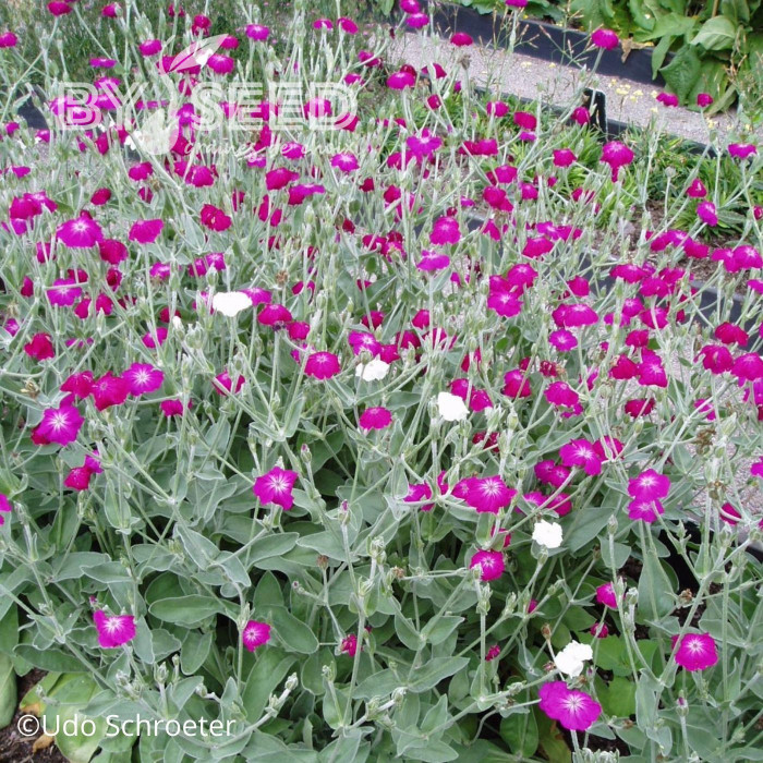 Coquelourde des jardins Dancing Ladies Mix