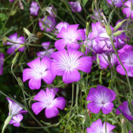 Coquelourde Purple Queen