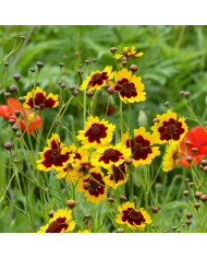 Coréopsis annuel Golden Roulette