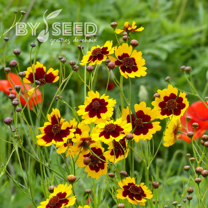 Coréopsis annuel des teinturiers