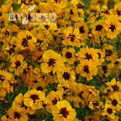 Coréopsis annuel Golden Roulette