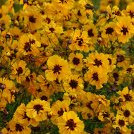 Coréopsis annuel Golden Roulette