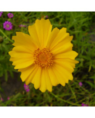 Coréopsis vivace Presto®
