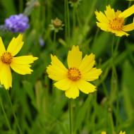 Coréopsis vivace Mayfield Giants