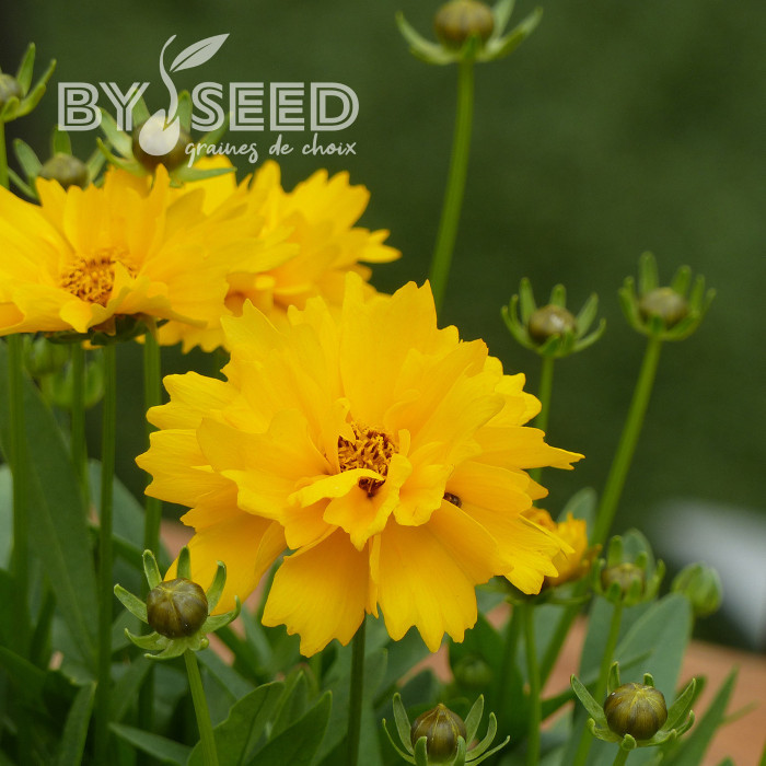 Coréopsis vivace Presto®