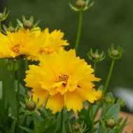 Coréopsis vivace Presto®