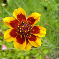 Cosmidium burridgeanum Brunette