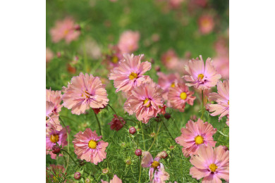 Cosmos Apricotta