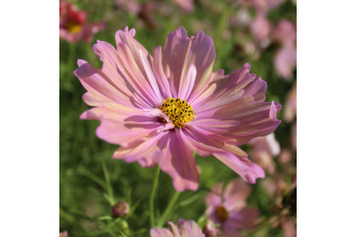 Cosmos Apricotta
