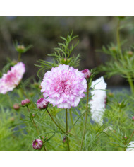 Cosmos Double Click Cranberries