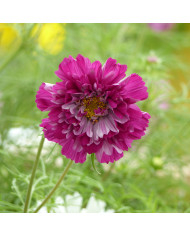 Cosmos Double Click Bicolor Pink