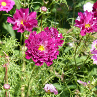 Cosmos Double Click Cranberries