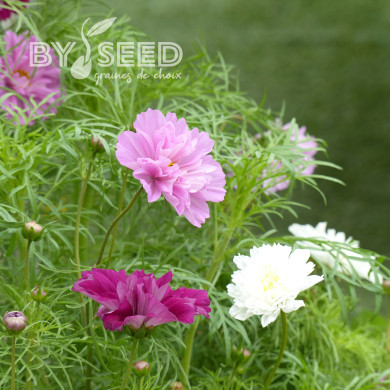 Cosmos Double Click Mix